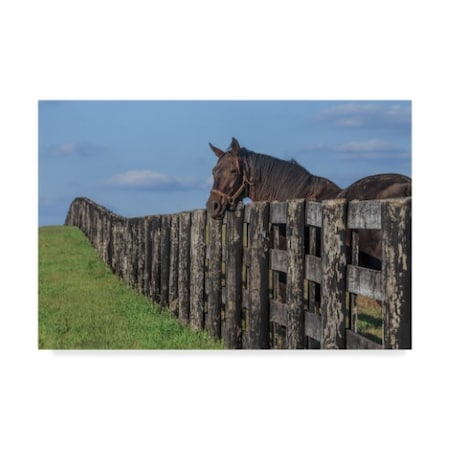 Trademark Fine Art Galloimages Online 'Hanging Out Horse' Canvas Art, 30x47 ALI34969-C3047GG